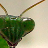 mantis